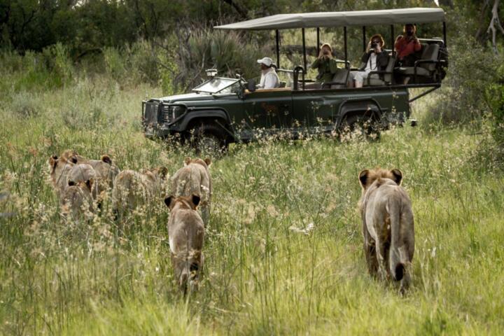 Wildlife Safaris: Life-Changing Encounters in the Wild