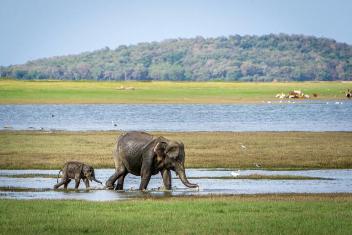 Best Nature Destinations for Kids Who Love Animals
